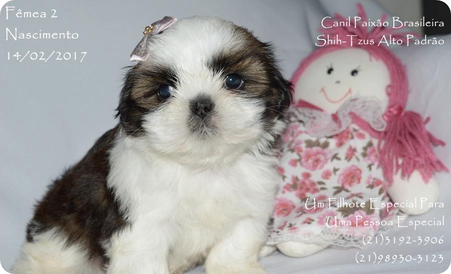 cachorro shih tzu filhote macho